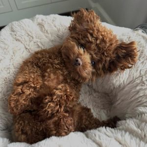 paw-sitive moments only at VERVE!

burning off energy in our dog park then getting pampered in our exclusive pet spa ….

… coffee says count him in