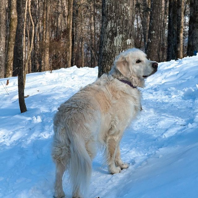 say hi to Lexi, our February pet of the month 🐾

some things Lexi loves❣️
- meeting new people 
- long walks 
- peanut butter 
- hanging out at VERVE 🤩