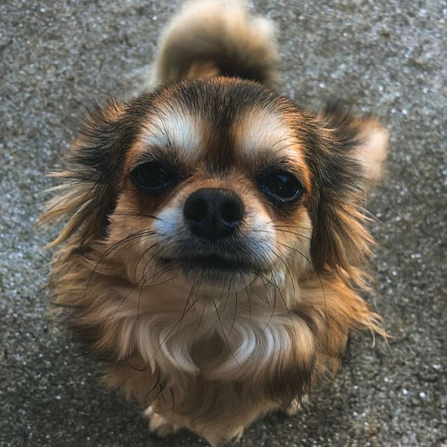 VERVE pet of the month… 
everyone say hi to Moxie 🐾🫶

she loves playing fetch, long walks on the beach, & sun bathing 

Moxie told us she’s most excited about the VERVE pet spa ☀️