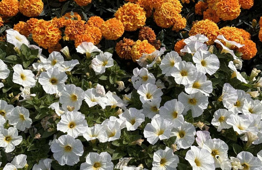 Close-up of a vibrant flower bed at VERVE Columbia, featuring clusters of white petunias in front of bright orange marigolds.