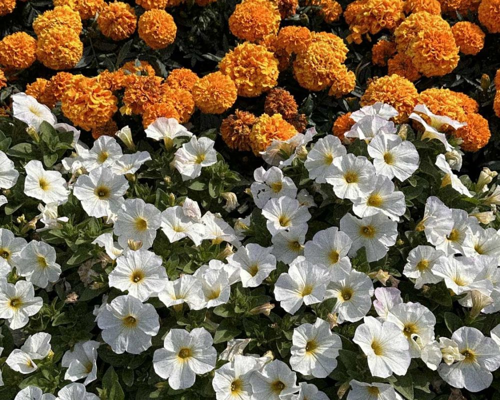 Close-up of a vibrant flower bed at VERVE Columbia, featuring clusters of white petunias in front of bright orange marigolds.