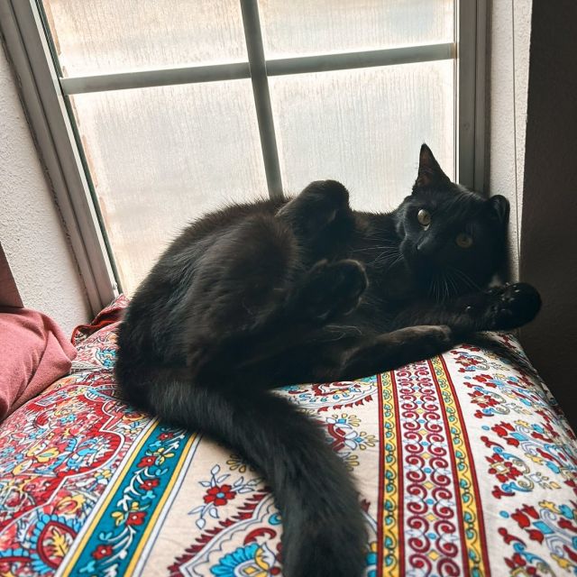 everyone say hi to our October pet of the month, Twilah 🐈‍⬛

some of her favorite things: 
- catnip 
- spooky season 
- cuddles 
- 3AM zoomies
- the VERVE pet spa ✨